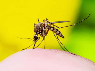 About Valdosta Pest Control Pros - german roach extermination valdosta ga experts in Valdosta